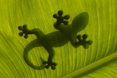 a nice view of shadow of a geckoの写真素材