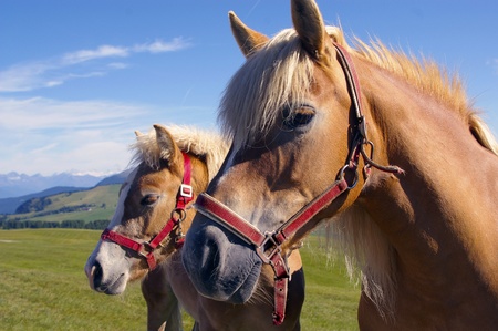 a nice view of two horses