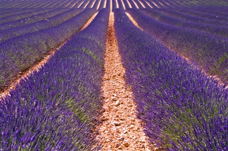 lavender field in Provence,Franceの写真素材
