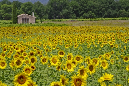 field of sunflowersの写真素材