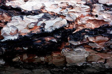 cortexの写真素材