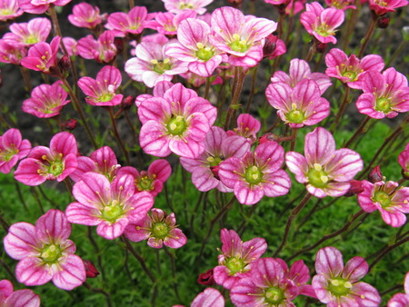 Many pink flowersの写真素材