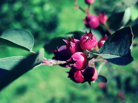 shadberry close up shotの写真素材