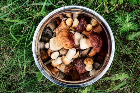 Bowl with mushroomsの写真素材