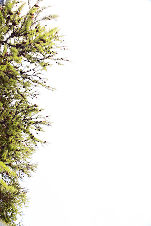 Pine branches on a white backgroundの写真素材