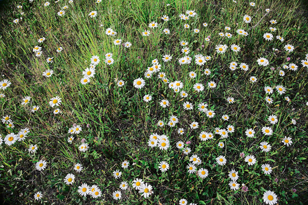 Glade with wildflowersの写真素材