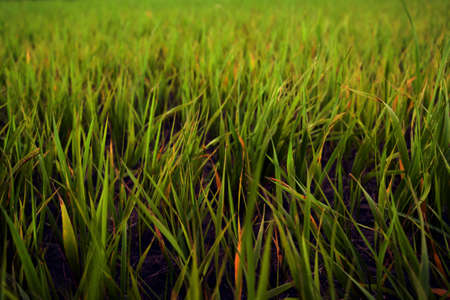 Grass near the lakeの写真素材