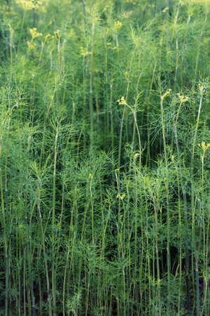 Dill grown in the gardenの写真素材