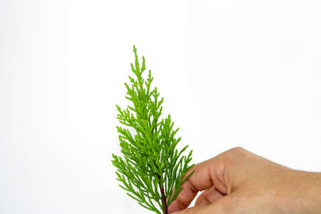 Leaf of Lawson's Cypress tree. On white background.