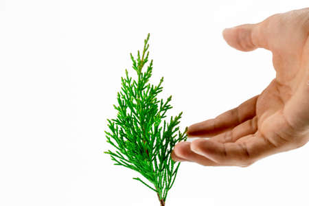 Leaf of Lawson's Cypress tree. On white background.の写真素材