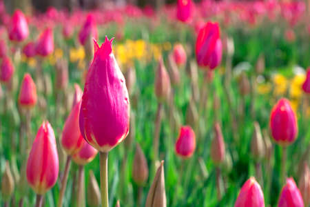 Flowers of tulips in different colors in the garden. With green leaves. Pulled into the park.の写真素材