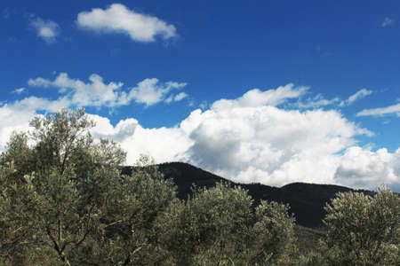View of mountain and cloudy sky. Forest consists of olive trees.の写真素材