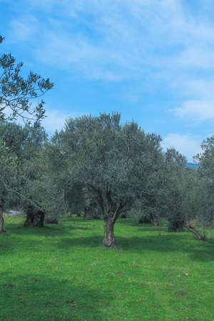 Field of olive tree. Green grass with blue sky. Planted field for oil making.の写真素材