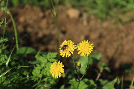 Spotted hawkweed flower close up shoot. There are bees on. Blurred backgroundの写真素材