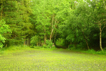 Stone paved road in the forest. The stones are covered with grass. Empty space between trees in forest.の写真素材