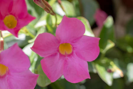 Dipladenia sanderi flower close up shoot. Pink and yellow colors. Blurred background. Taken in the summer.の写真素材