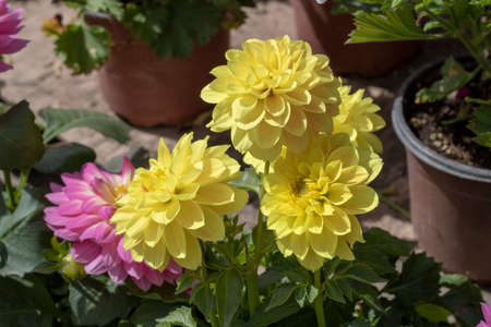 Image of dahlia pinnata flower. In yellow and red tones.の写真素材