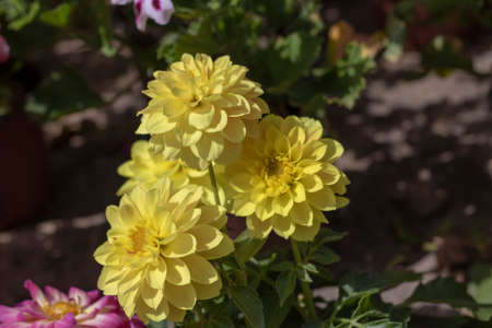 Image of dahlia pinnata flower. In yellow and red tones.の写真素材