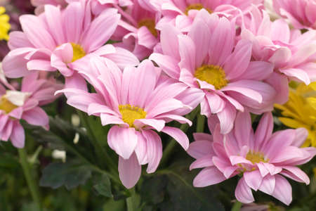 varieties of marguerite flower. Yellow, pink, whiteの写真素材