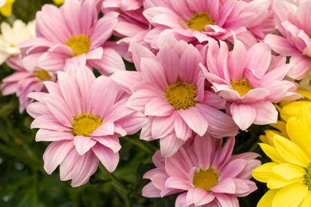 varieties of marguerite flower. Yellow, pink, whiteの写真素材