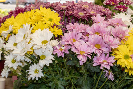 varieties of marguerite flower. Yellow, pink, whiteの写真素材
