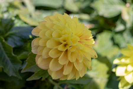 Image of dahlia pinnata flower. In yellow  tones.の写真素材