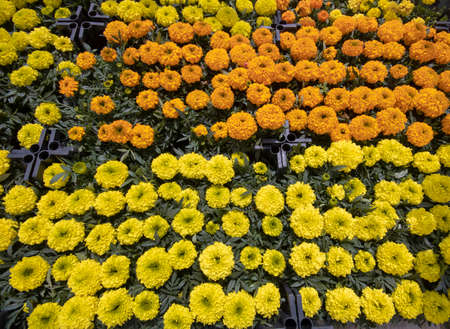 Tagetes patula blossom. In the crates. For sale to the market. Orange and yellow colors.の写真素材