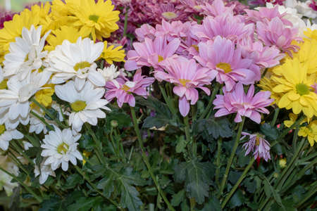 varieties of marguerite flower. Yellow, pink, whiteの写真素材