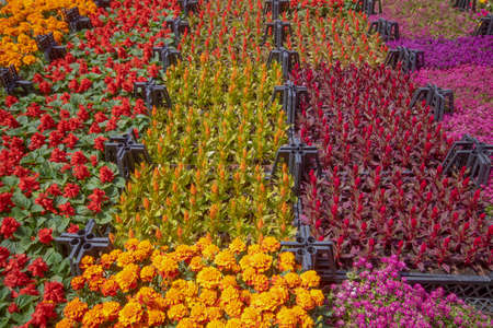 Botanical market. Various flowers in crates. Different patterns and colors. Red, orange, pink, yellow, purpleの写真素材
