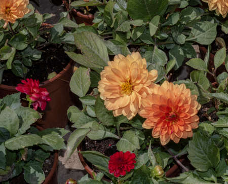 Close-up of garden Dahlia flower. Colors and green leaves in orange and red tones.の写真素材