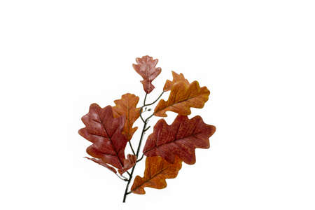 White oak leaf. Factory made. Not real. White Backgroundの写真素材