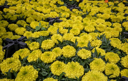 Flower market. flowers arranged in the Box.の写真素材
