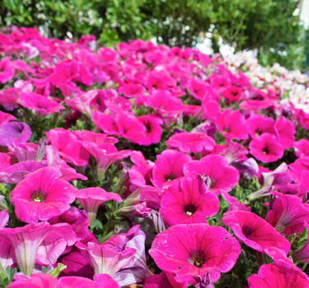 Close up shoot of Petunia amore flower. Purple colorの写真素材