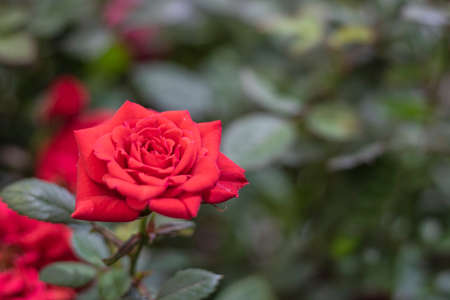 Close up shoot of Oklahoma rose flower. In red. Freshly taken in the park.の写真素材