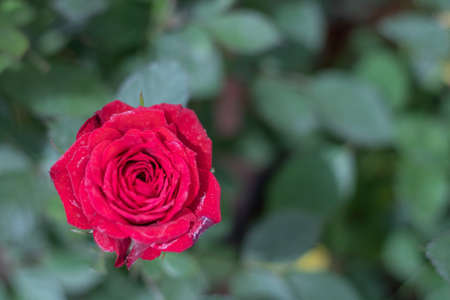 Close up shoot of Oklahoma rose flower. In red. Freshly taken in the park.の写真素材
