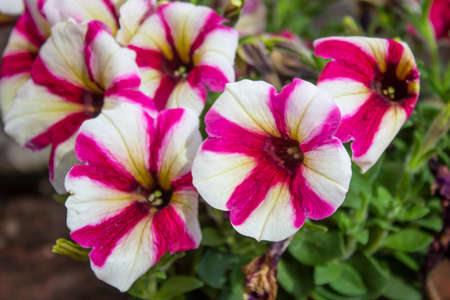 Close up shoot of Petunia amore flower. Purple and white color.の写真素材