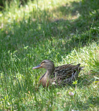 Resting duck with brown patterns. Close-up. Taken in springの写真素材