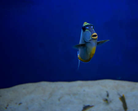 Coral reef fish were filmed in the aquarium. Close-up. Blue aquarium background. The fish have...