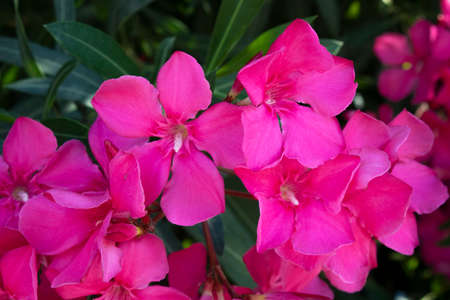 Close-up of Oleander flower. Multiple flowers. In pink.の写真素材