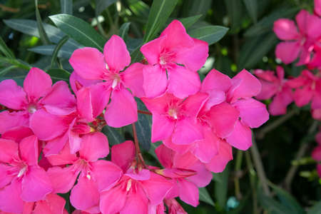 White mandevilla flower. Close-up. Blurred background.の写真素材
