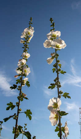 Close up shoot of white hollyhock (Alcea rosea) flower. The sky in the back.