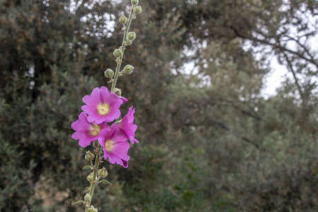 Close-up shoot of bristly hollyhock flower. Blurred Backgroundの写真素材