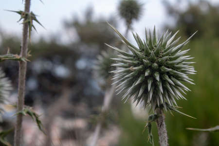 Close-up of glandular sphere-thistle plant.の写真素材