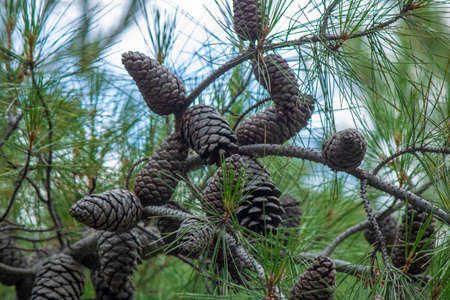 Multiple cones on the tree. Coniferous tree