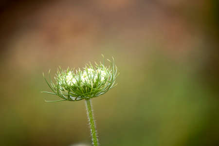 Daucus carota plant with white leaves.の写真素材
