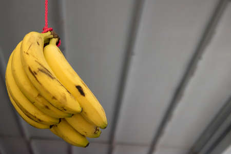 Bananas hanging on the rope. Blurred background.の写真素材