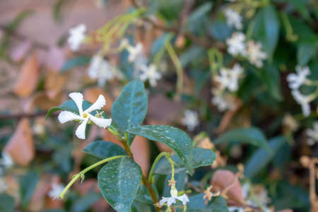 Confederate jasmine plant white blossom close-up.