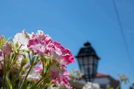 The shoot of Clarkia amoena. The street was standing on the flowerpot.の写真素材