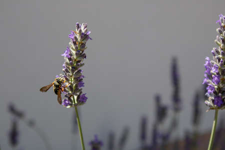 Honey bee is on the close shoot of lavandula angustifolia plant.