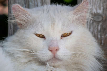 White cat face close-up. Sleepy eyes looking at cameraの写真素材